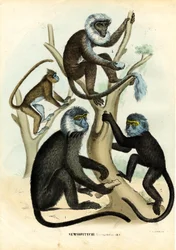 Languren (1863-1879)
